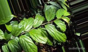 augmented_Alangium lamarckii leaf5_0_8891.jpeg